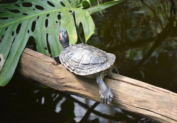 Turtle, pond slider resting on the wood near pound.