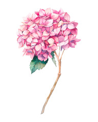 Watercolor pink hydrangea flower. Hand painted botanical illustration summer garden plant. Natural object isolated on white background