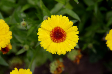 Obraz premium Flowers of yellow calendula in the garden on a summer day top view close-up.Garden flowers.