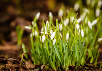 Snowdrop