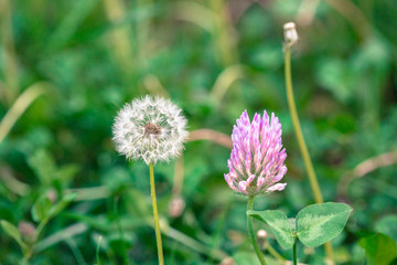 dandelion close up