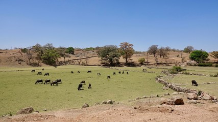 Fototapeta na wymiar Landschaft und Landwirtschaft in Rajasthan, Indien