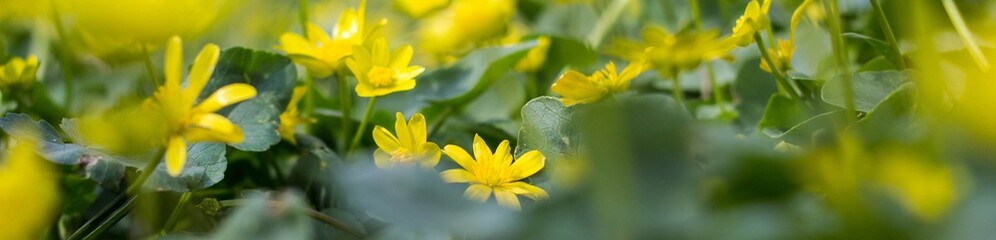 Banner of Buttercup yellow flower blooming in the spring in the woods