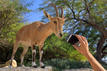 Naklejka na ściany i meble Young ibex goat being filmed at the smartphone in the national park in Israel
