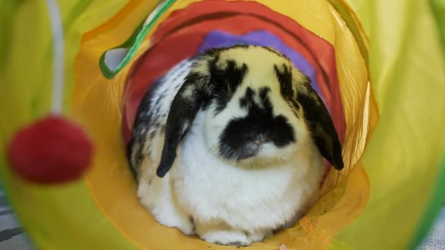 Adorable Bunny Eating in A Tube
