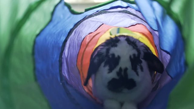 Adorable Bunny Hopping Through A Tube