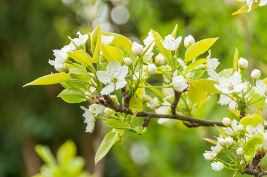 nashi pear blossoms
