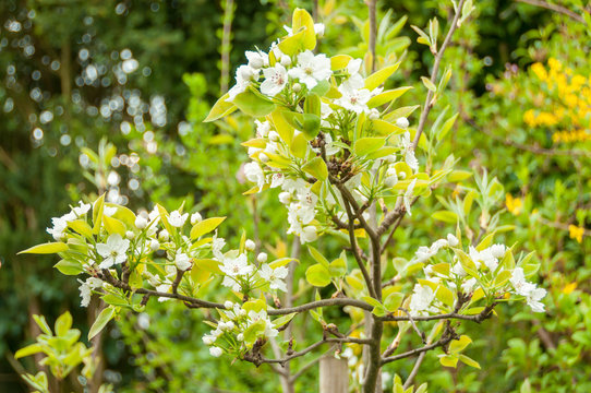 nashi pear blossoms