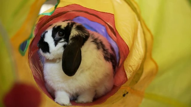 Adorable Bunny In A Tube