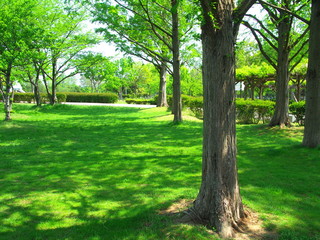 Fototapeta na wymiar 新緑のメタセコイアのある公園風景