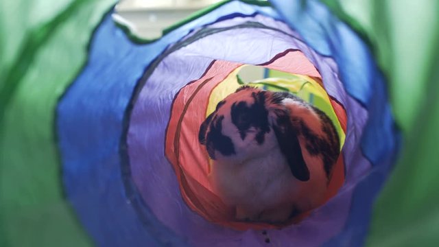 Adorable Bunny Playing in a Tube