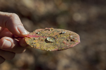 withered leaf with dew drops
