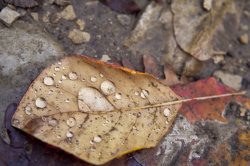 Dew Leaf On Leaves