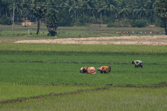 Teams of women agricultural workers tending a rice crop in Tamil Nadu state which produces a high volume of the local staple food