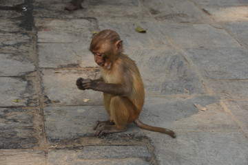 Little monkey sitting on the ground of Swayambhunath Stupa, Kathmandu, Nepal