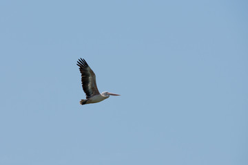 Obraz premium Flying spot billed pelican or grey pelican in Thailand