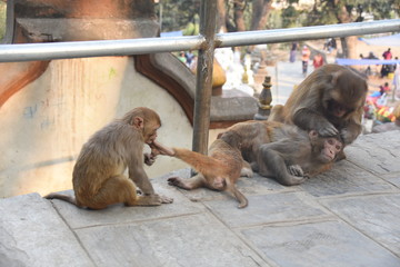 Monkey family at Swayambhunath Stupa, Kathmandu, Nepal