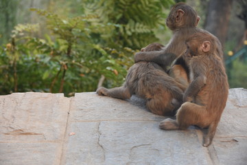 Monkeys at a wall at Swayambhunath Stupa, Kathmandu, Nepal