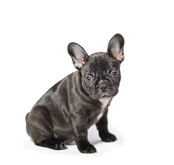 Young french bulldog on a white background