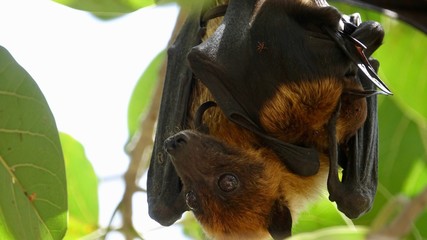 Flughund, fliegender Hund, Fledermaus