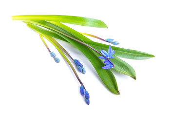 Blue Scilla flowers or Scilla siberica, Squill. Isolated on white