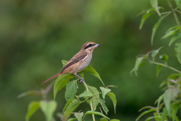 Brown shrike