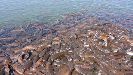 Welse, Fische in See in Indien