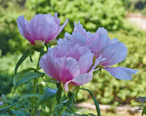 Fototapeta premium vibrant pink peony flowers bunch in the garden