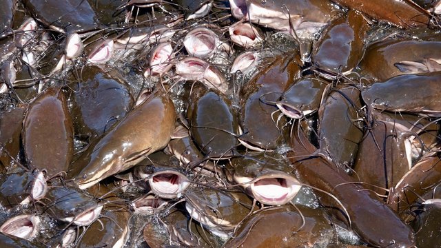 Welse, Fische in See in Indien