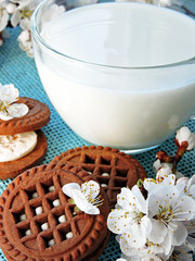 Fototapeta na wymiar Milk and chocolate-milk biscuits. Flowers of spring tree.