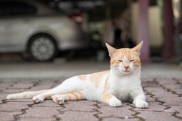 a cute male cat sitting, lay down and walking on red brick. 