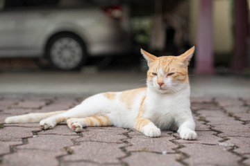 a cute male cat sitting, lay down and walking on red brick. 
