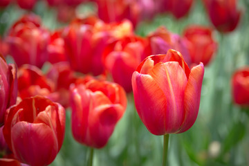 Beautiful red tulip in the field