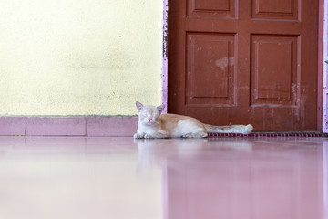 Fototapeta na wymiar A cute little male cat waiting and sitting in front of the door. 