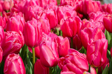 Large Group of Pink Tulips