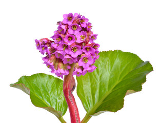 Bergenia crassifolia. 