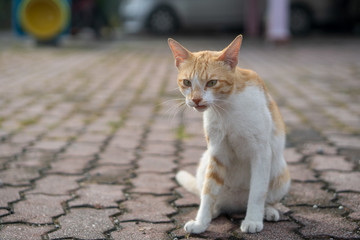 Naklejka na ściany i meble a cute male cat sitting, lay down and walking on red brick.