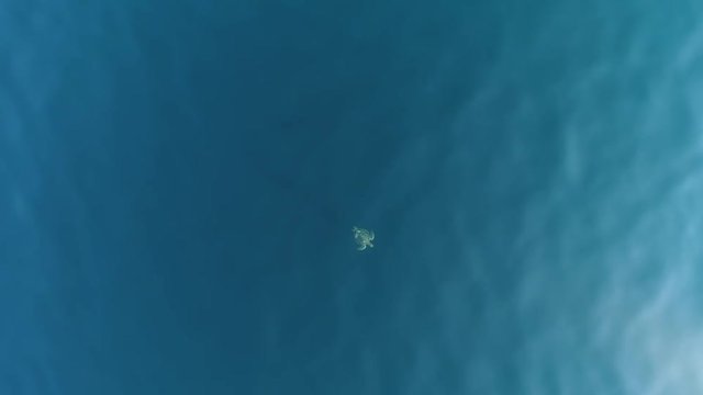 Turtles