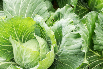 Close up on fresh cabbage in harvest field. Cabbage are growing in garden background.