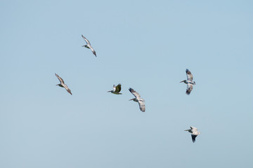 Flying spot billed pelican or grey pelican in Thailand