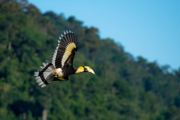 Flying great hornbill at Khao Yai national park, THAILAND © joesayhello