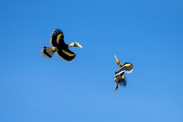 Flying great hornbill at Khao Yai national park, THAILAND