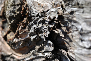 Tree dilapidated texture close up, horizontal background
