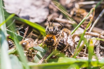 Männliche Erdbienen begattet weiblichen Erdbiene