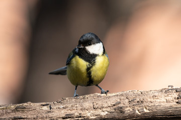 Close up of a great tit in spring sunshine