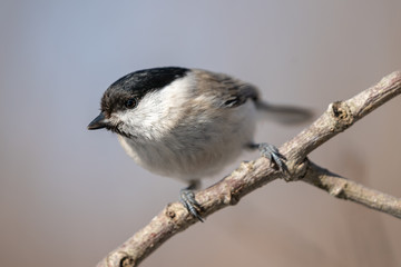 Close up of a marsh tit in spring sunshine