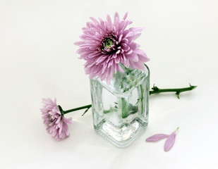 Still life with two chrysanthemums