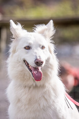 portrait on the outside of a Swiss white shepherd