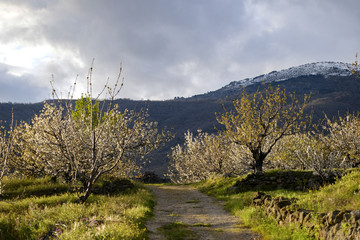 Countryside road in Valle del Jerte Valley in Extremadura in Spain