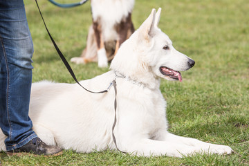 portrait on the outside of a Swiss white shepherd